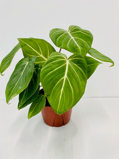 Baby Plant/4" Philodendron Gloriosum