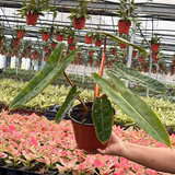Philodendron Billietiae Croat