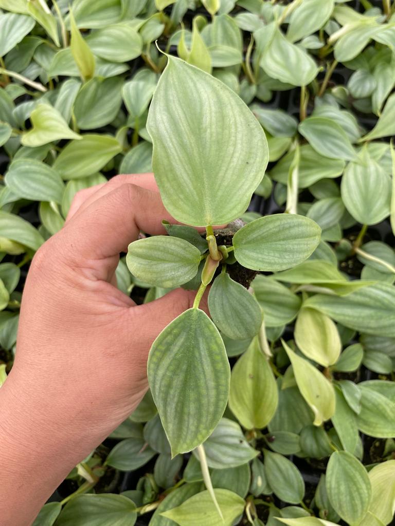 Baby Plant/4" Philodendron Pastazanum Silver