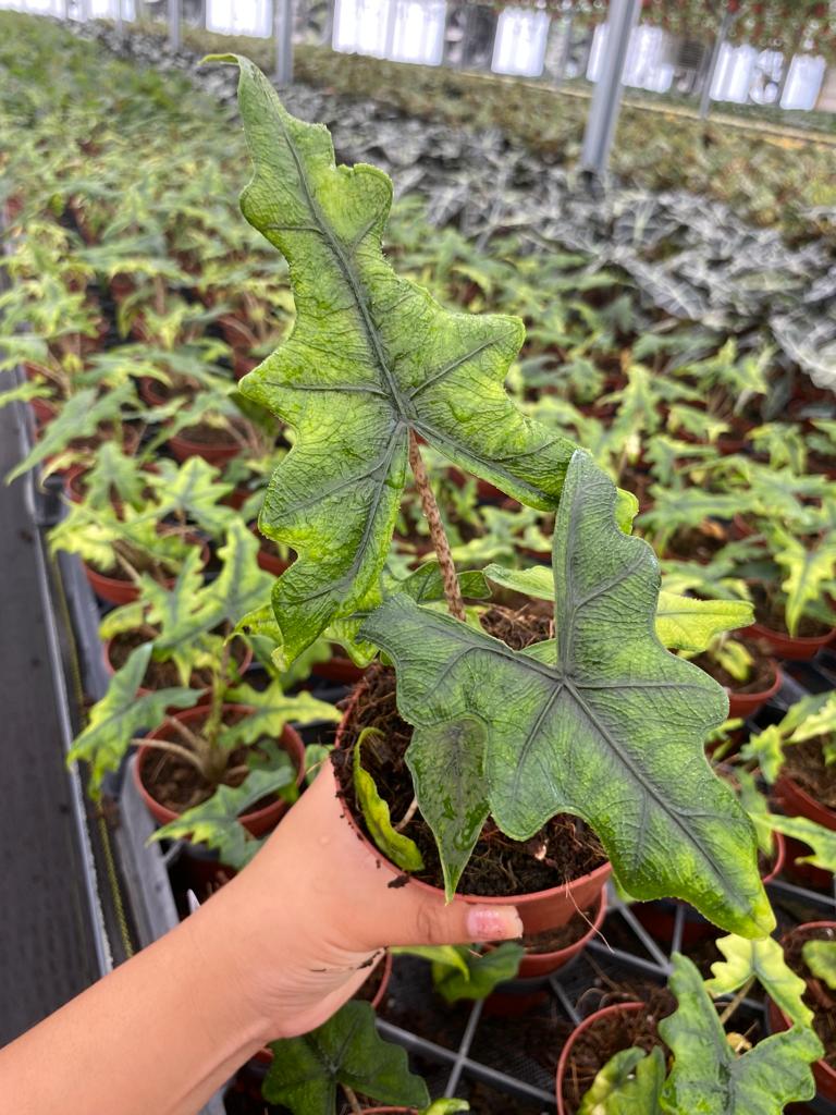 4"/6" Alocasia Jacklyn "Rare Plant"