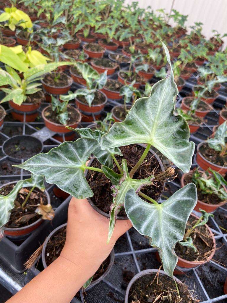 4" Alocasia Loco "Rare Plant"