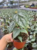 Philodendron Brandi