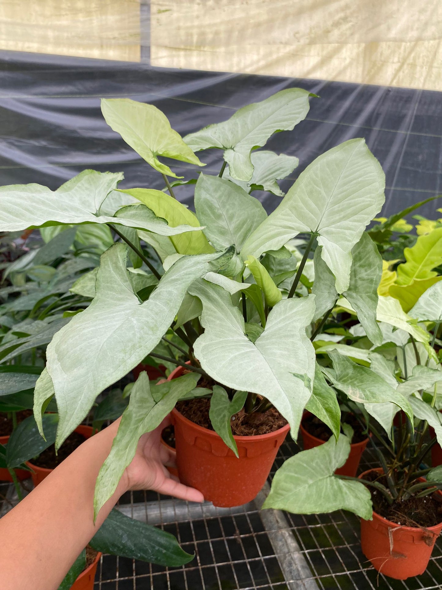 4"/6" Syngonium White Butterfly