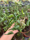 Syngonium Godzilla