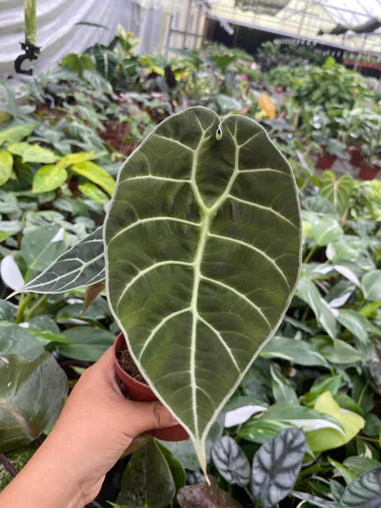 4" Alocasia Watsoniana "Pride of Curup" Rare Plant