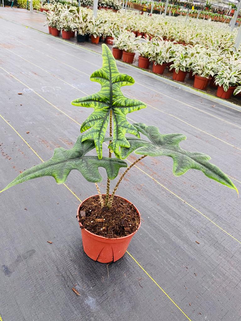 4"/6" Alocasia Jacklyn "Rare Plant"