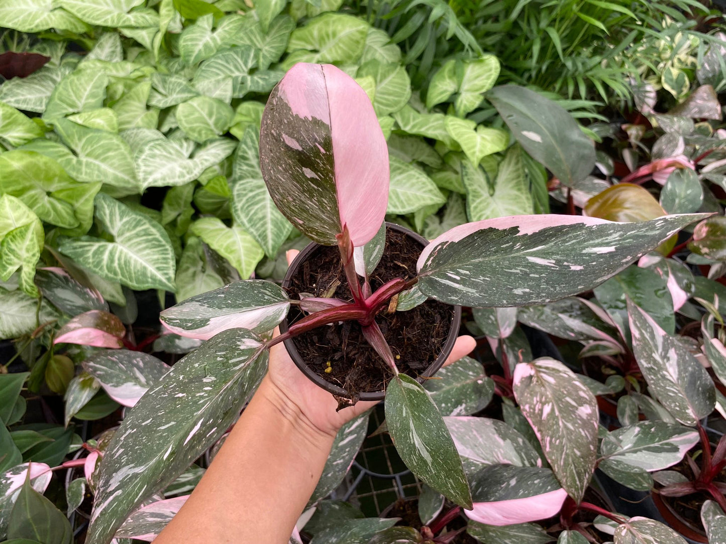 4" Philodendron Pink Princess Marble
