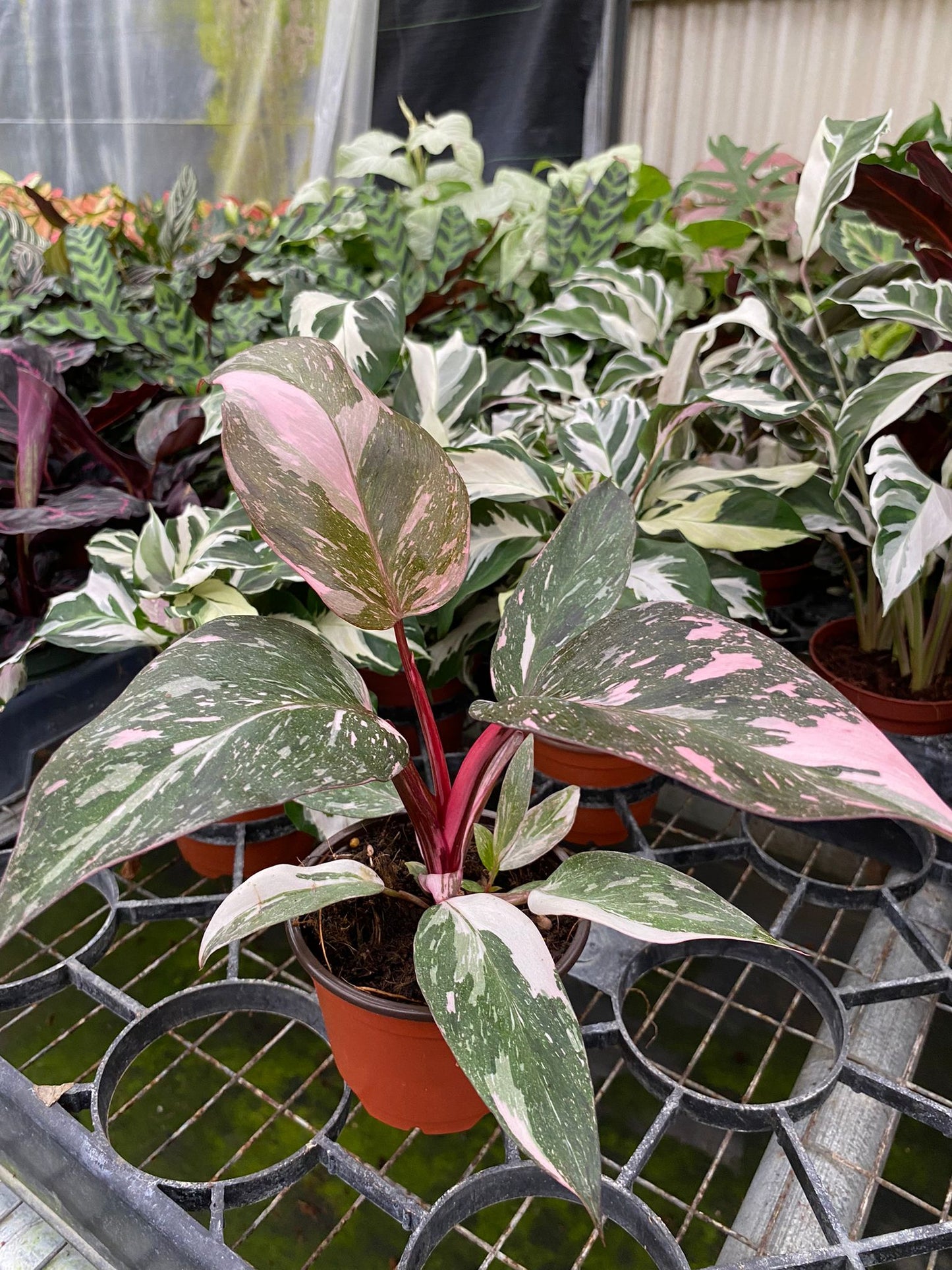 4" Philodendron Pink Princess Marble