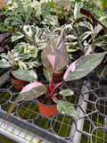 Philodendron Pink Princess Marble