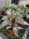 Philodendron Pink Princess