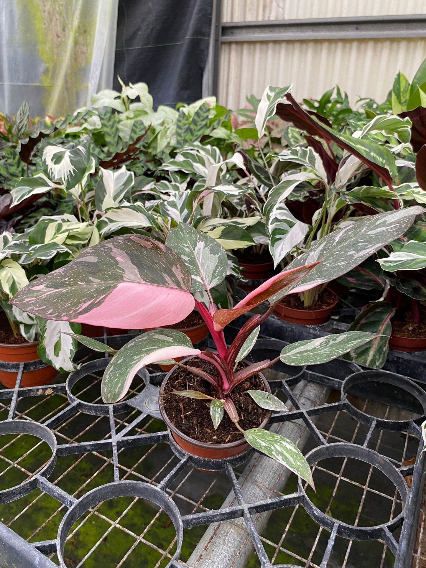 4" Philodendron Pink Princess Marble