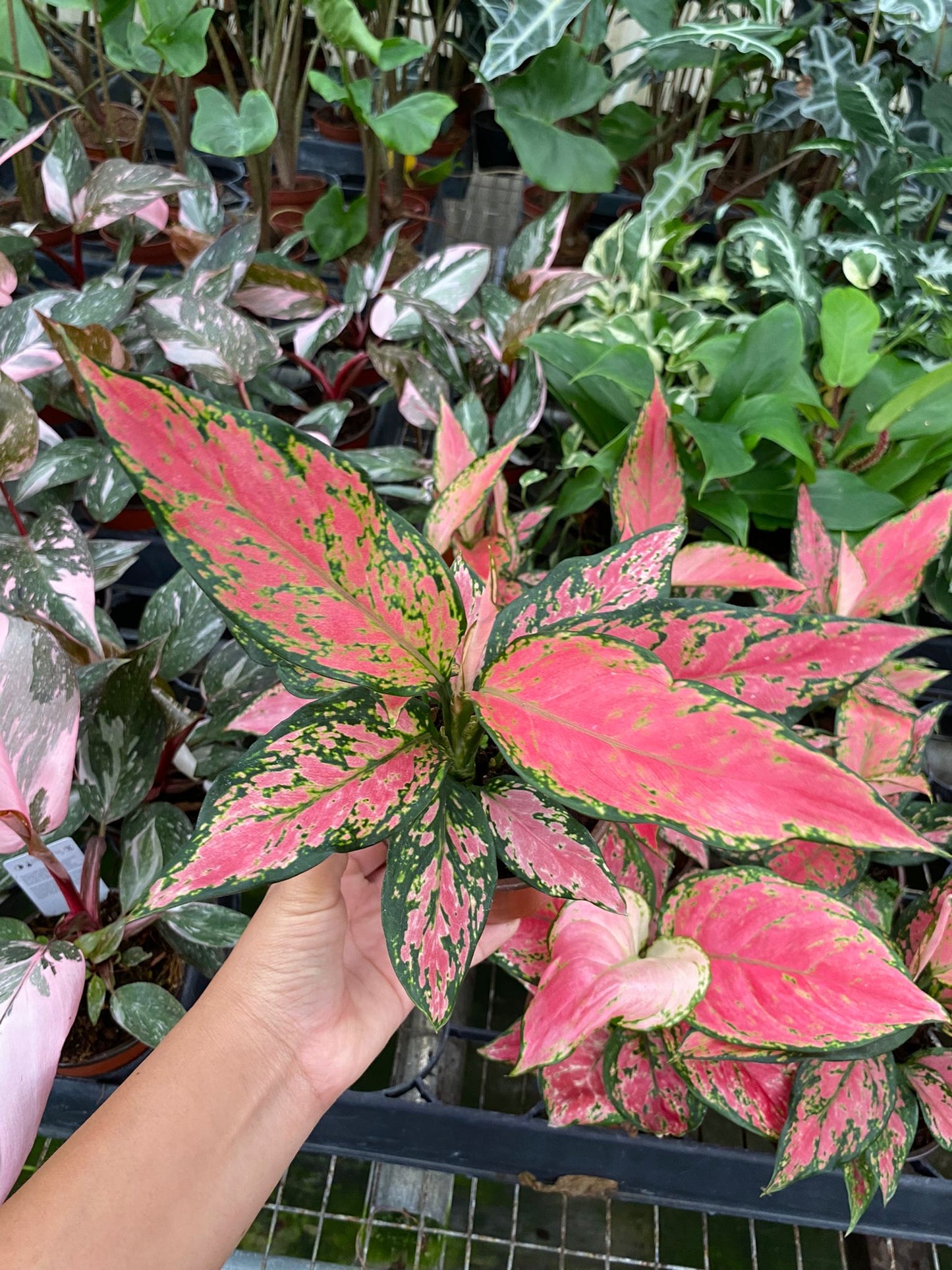 4" Aglaonema Red