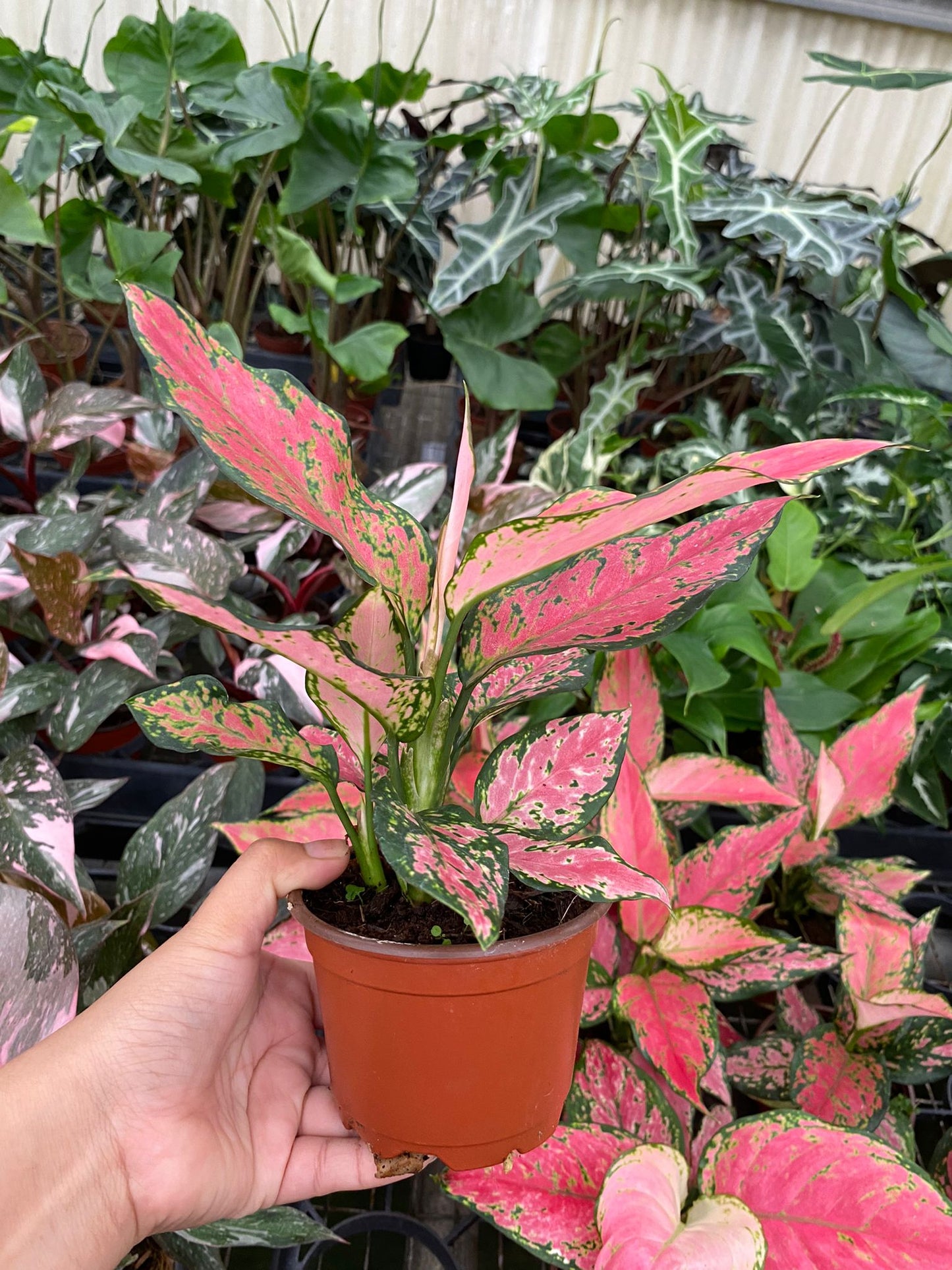 4" Aglaonema Red
