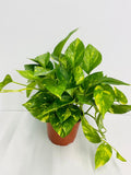 Golden Pothos
