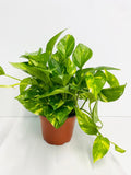 Golden Pothos