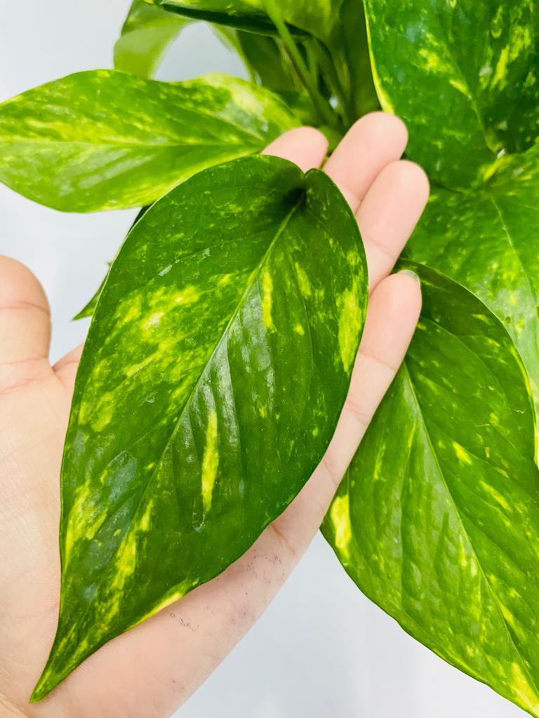 4"/6" Golden Pothos