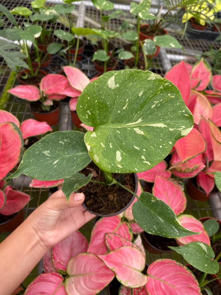 4" Pot Monstera Thai Constellation