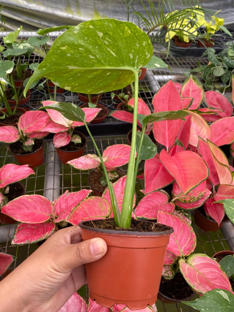 4" Pot Monstera Thai Constellation