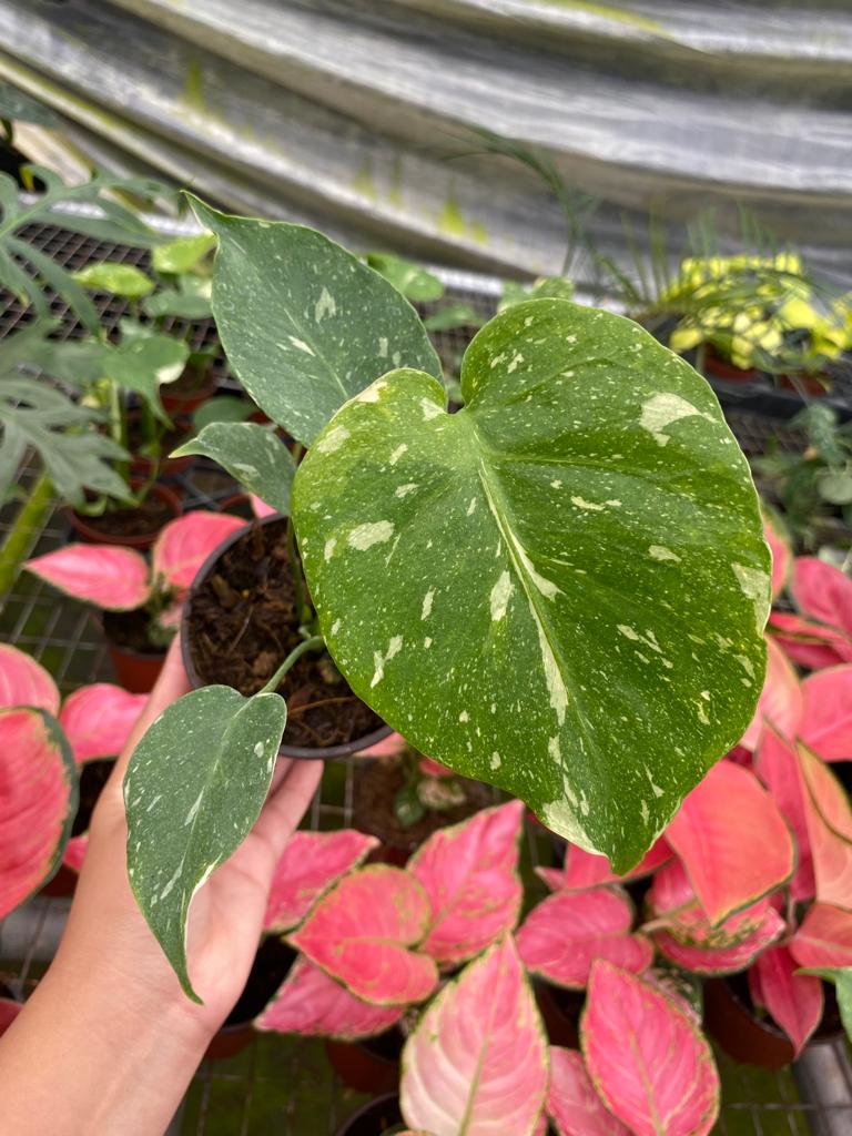 4" Pot Monstera Thai Constellation