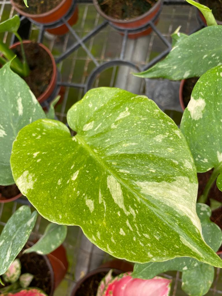 4" Pot Monstera Thai Constellation