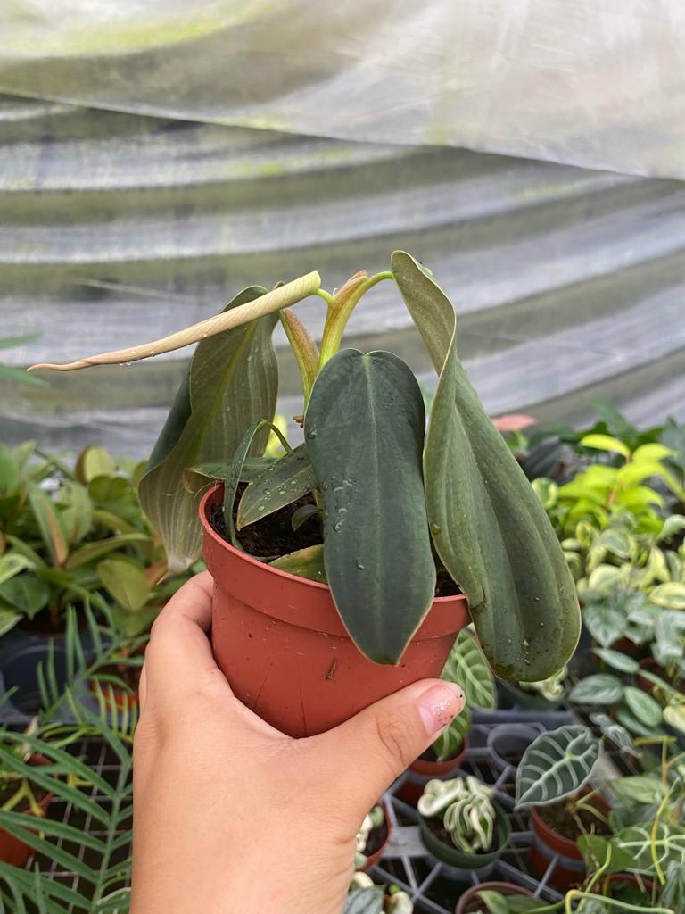 Philodendron Gigas