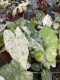 Alocasia Macrorrhiza Variegated