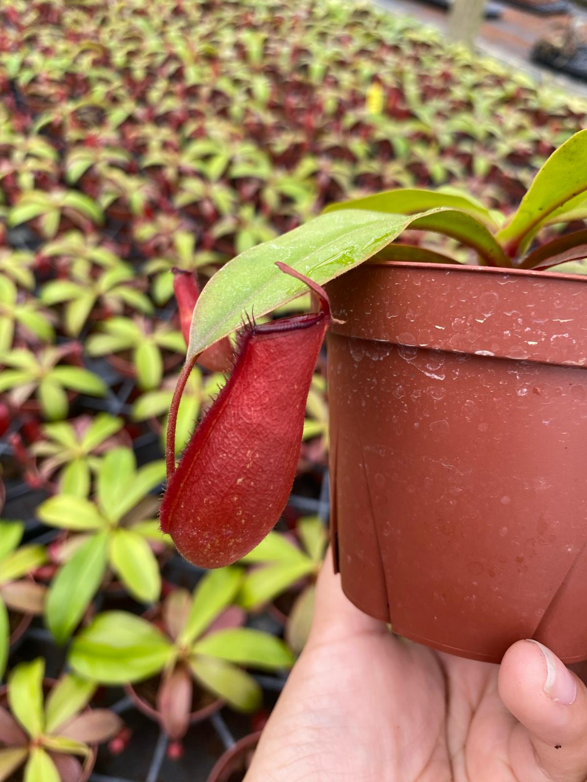Nepenthes ‘Bloody Mary’ – Rare Red Pitcher Plant | Tropical Carnivorous Hanging Basket Plant