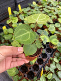 Anthurium Clarinervium
