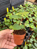 Anthurium Clarinervium