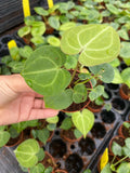 Anthurium Clarinervium