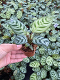 2" Calathea Burle Marx