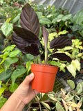 4" Calathea Maui Queen
