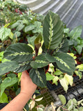 4" Calathea Maui Queen