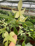 Philodendron Florida Ghost Mint