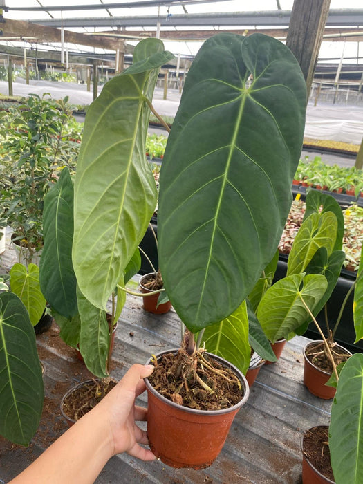 Anthurium Marmorathum