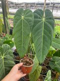 4" Anthurium Marmorathum