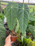 Anthurium Marmorathum