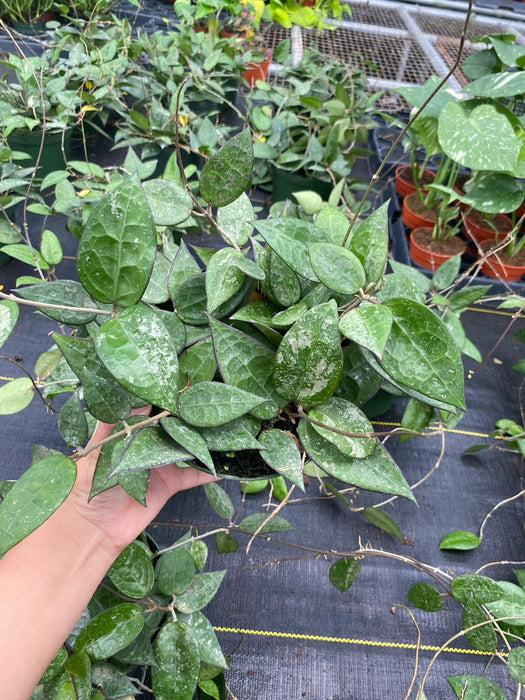 6" Hoya Verticillata Black Margin
