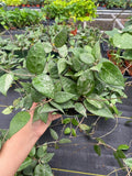 6" Hoya Verticillata Black Margin
