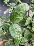 6" Hoya Verticillata Black Margin
