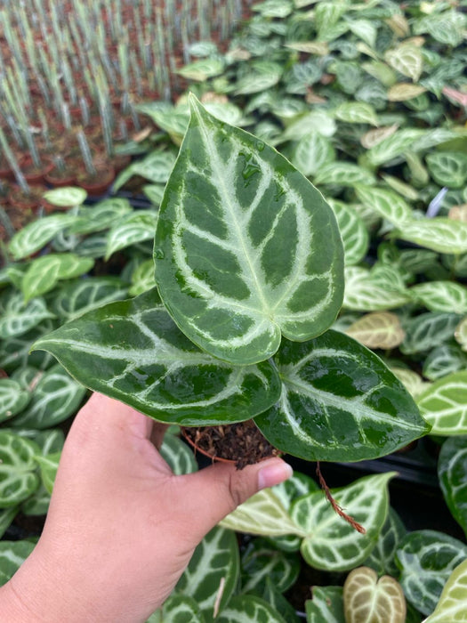 Anthurium Silver Blush "Rare Plant"