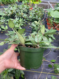 6" Hoya Verticillata Black Margin