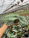 Alocasia Heterophylla (Dragons Breath)