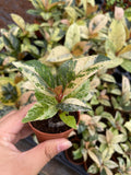 Ficus Shiveriana Variegated