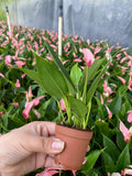 2" Anthurium Lilli