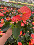 2" Orange Anthurium