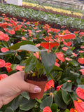 2" Orange Anthurium