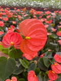 2" Orange Anthurium