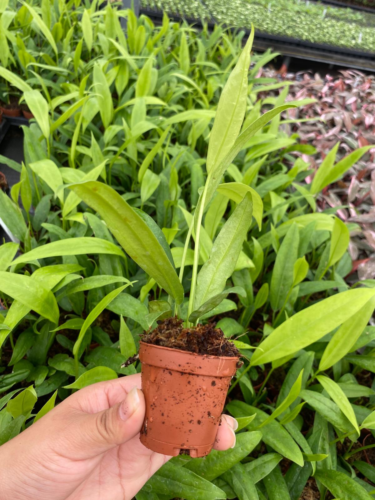 2" Pot Anthurium Vittarifolium