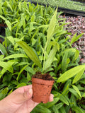 2" Pot Anthurium Vittarifolium